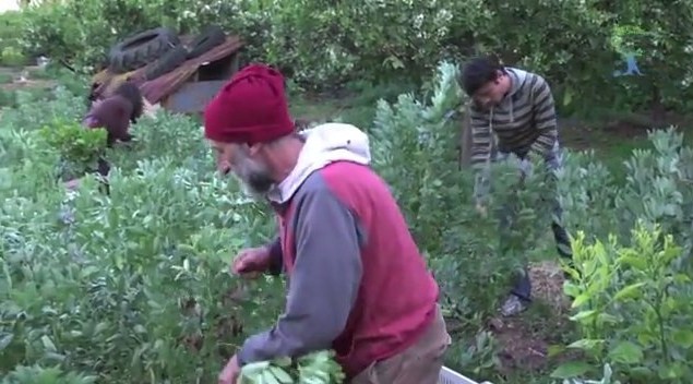 “Dalla Sicilia ripartirà tutto”. Roberto Li Calzi: da “Le Galline felici” agli Sbarchi Gas – Io faccio così #10