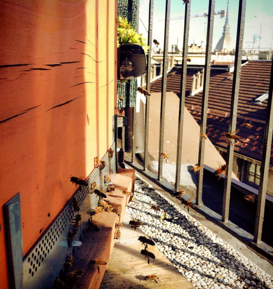 Torino9