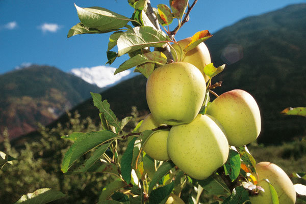 Malles Venosta, il primo comune che ha detto no ai pesticidi