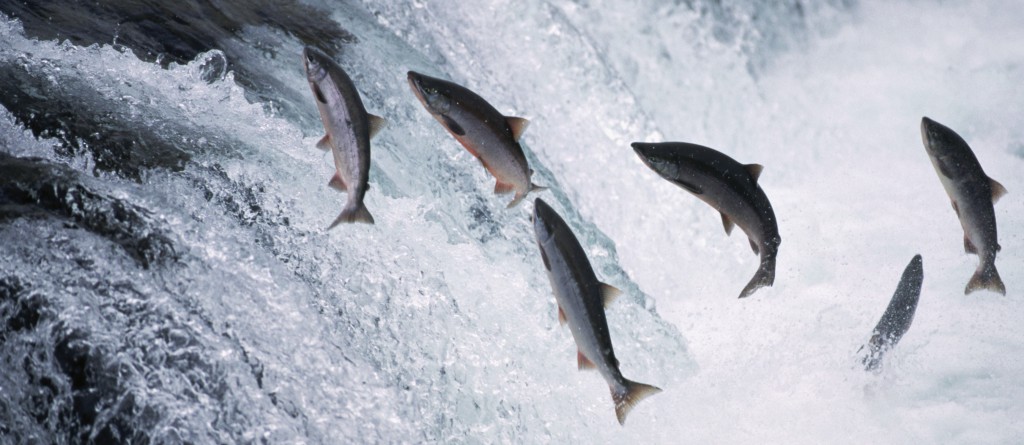 alaska-salmon-jumping