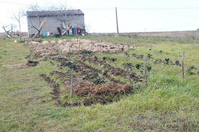 Io faccio così #47 – Riabitare il Molise: Valerio Di Fonzo e l’agricoltura olistica