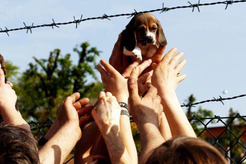 Condannati i vertici di Green Hill: "Vittoria storica per gli animali"