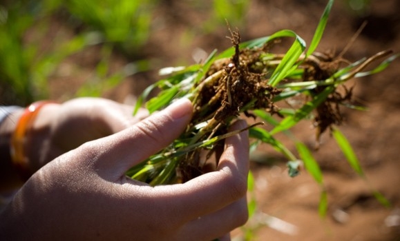 Terreni agricoli ai giovani: la Regione Puglia pubblica l'elenco