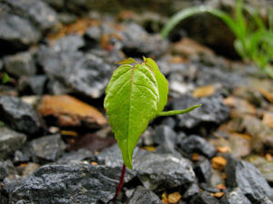 Foto di davetoaster via Flickr