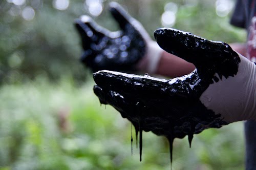 WWF: “Ecoreati nel Codice Penale subito”