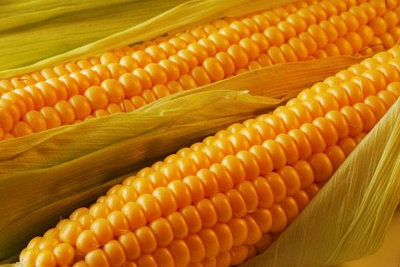 Ogm, resta il divieto. Il Consiglio di Stato ha respinto il ricorso dell'agricoltore Fidenato