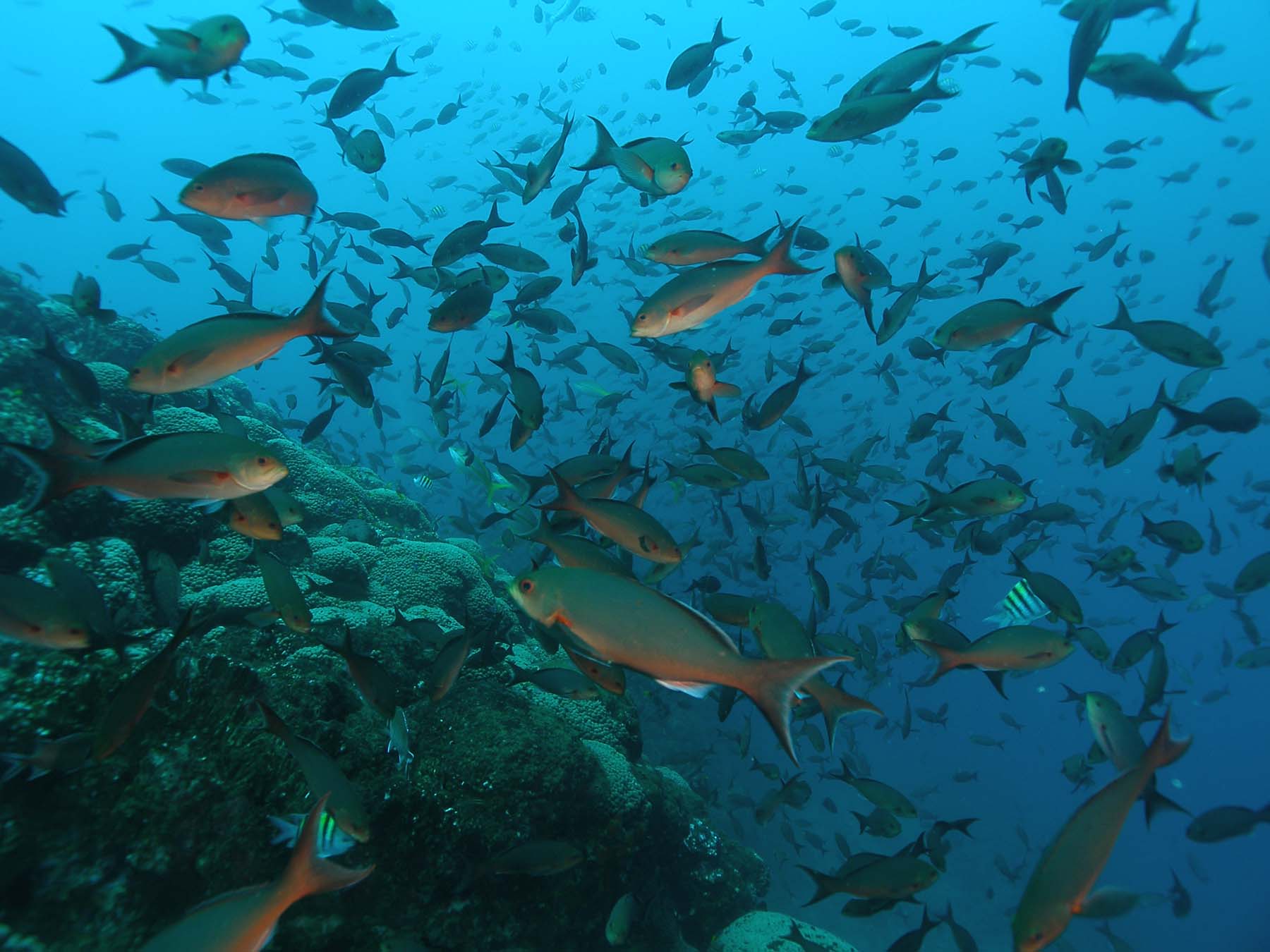 In nome del mare, “stop alla pesca eccessiva”
