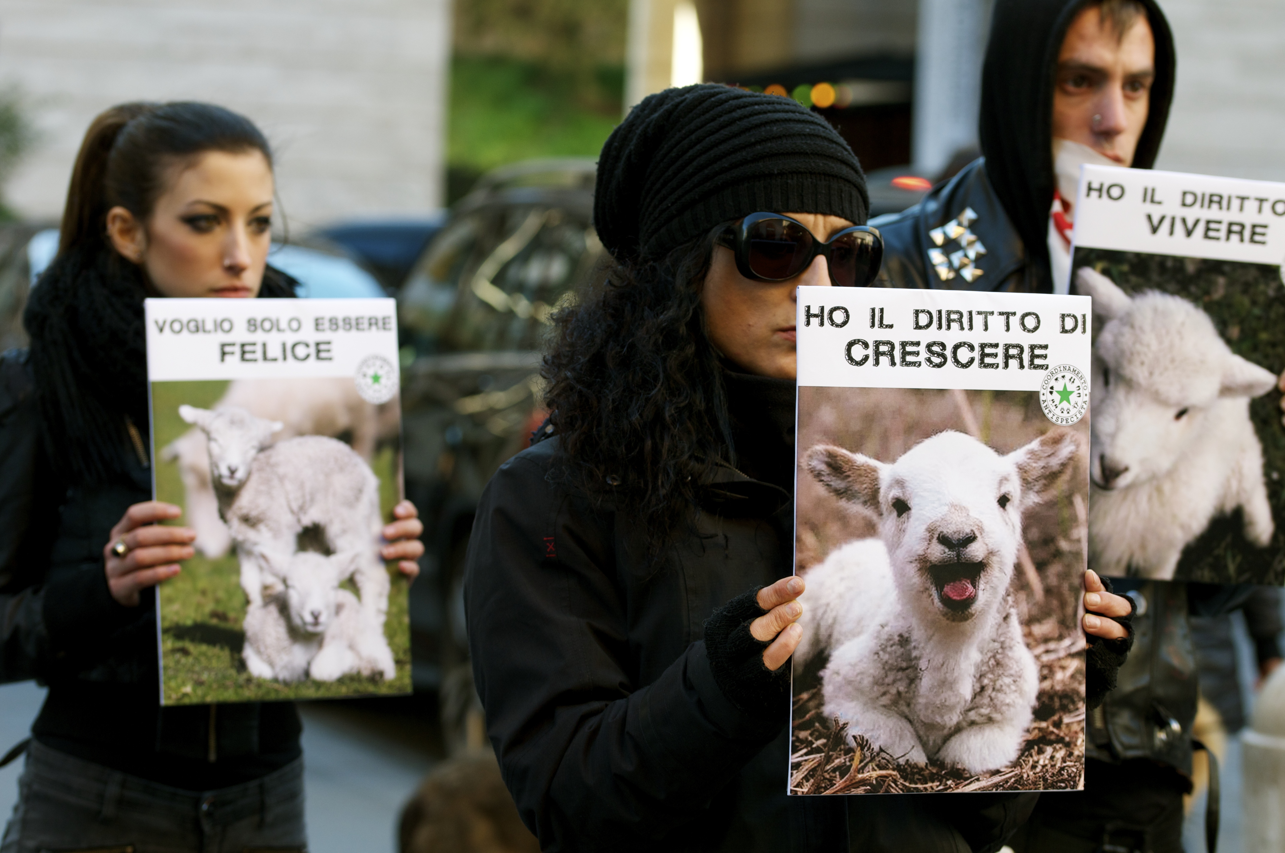 Big Yellow Taxi: speciale sulla mattanza degli agnelli
