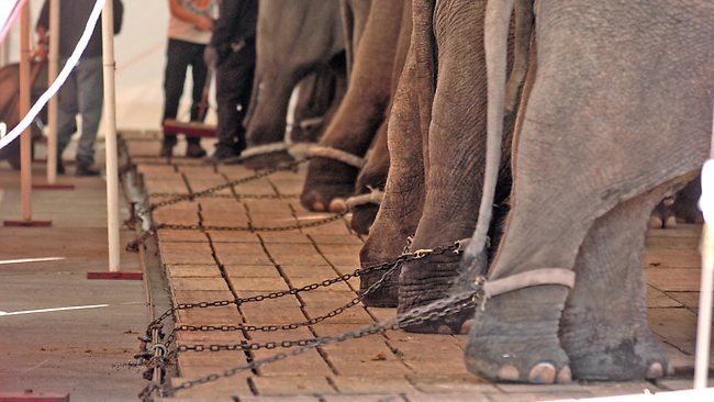 Ringling Bros: niente più elefanti al circo, dal 2018