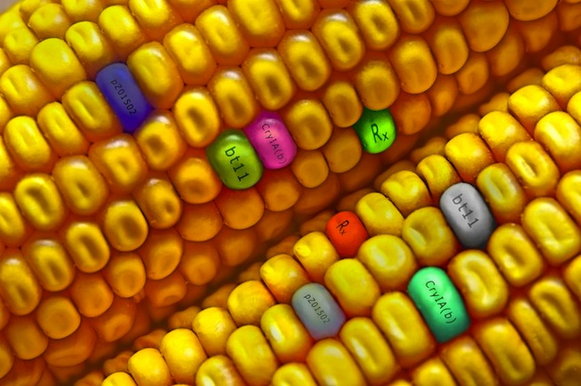 GMO-Corn