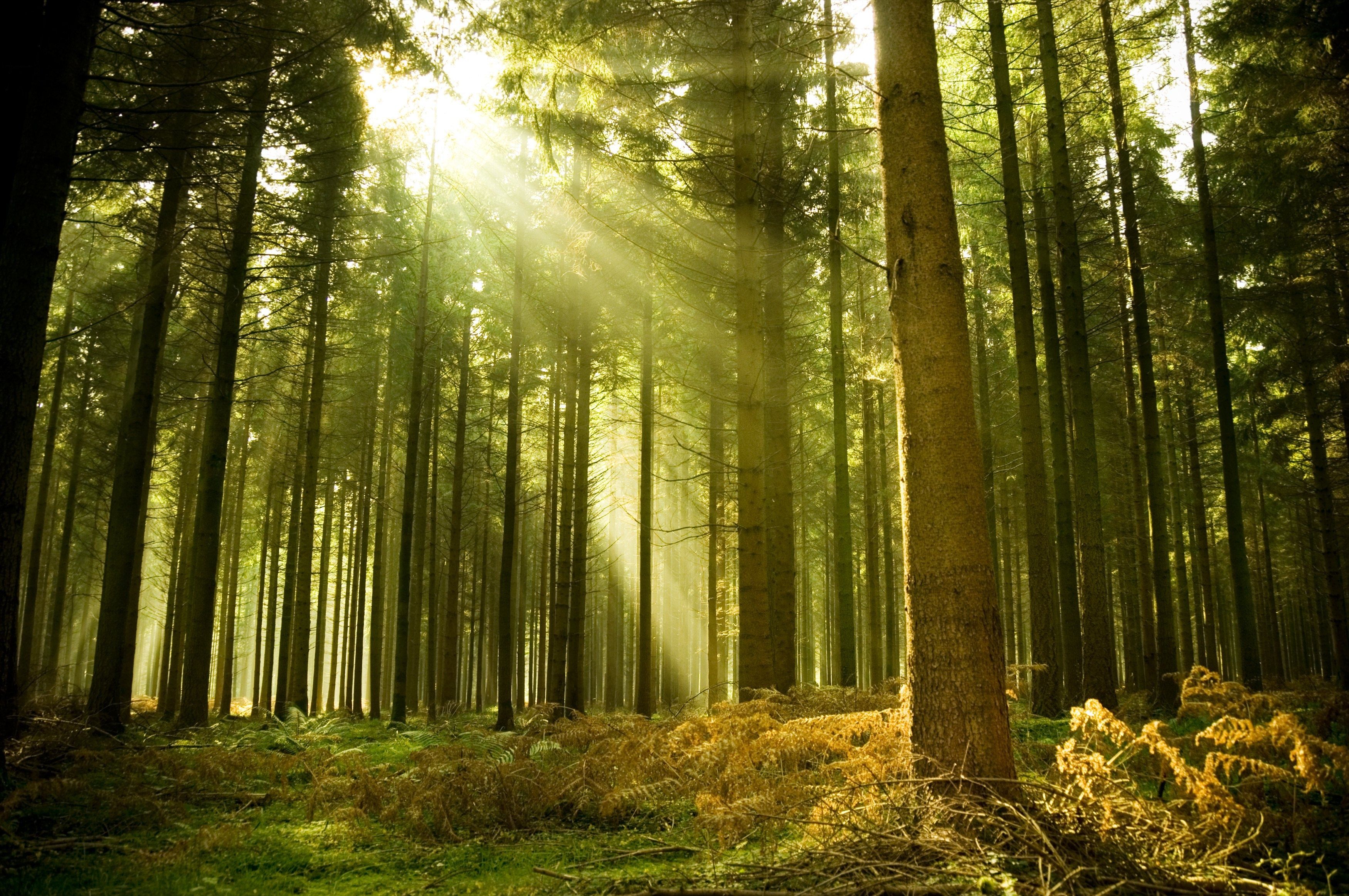 Foreste europee a rischio: cinque passi per salvaguardarle