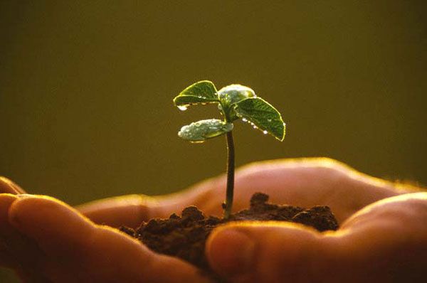 planta
