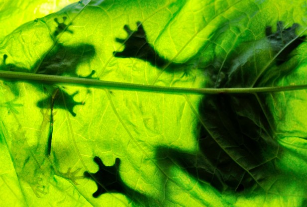 AmphibianBiodiversityRobust_021413-617x416