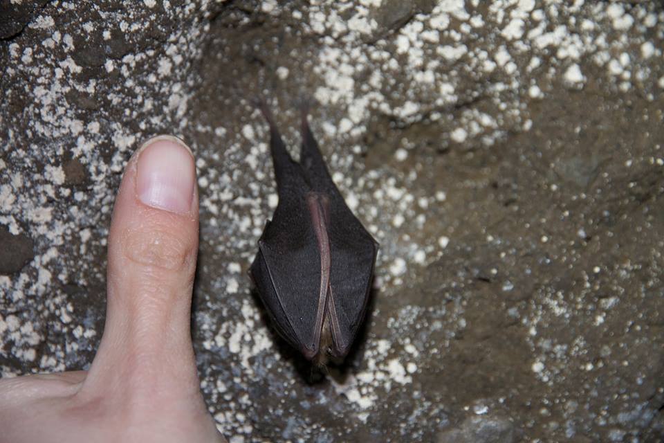 Big Yellow Taxi: speciale pipistrelli
