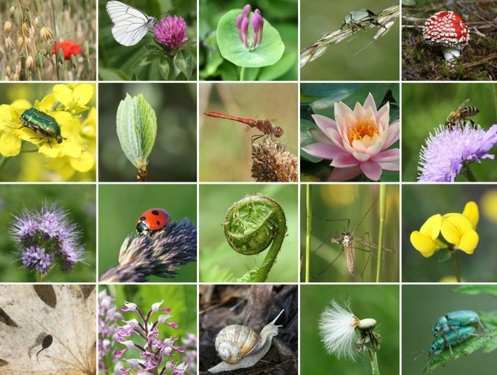 Giornata mondiale della biodiversità: “in Italia un tesoro maltrattato”