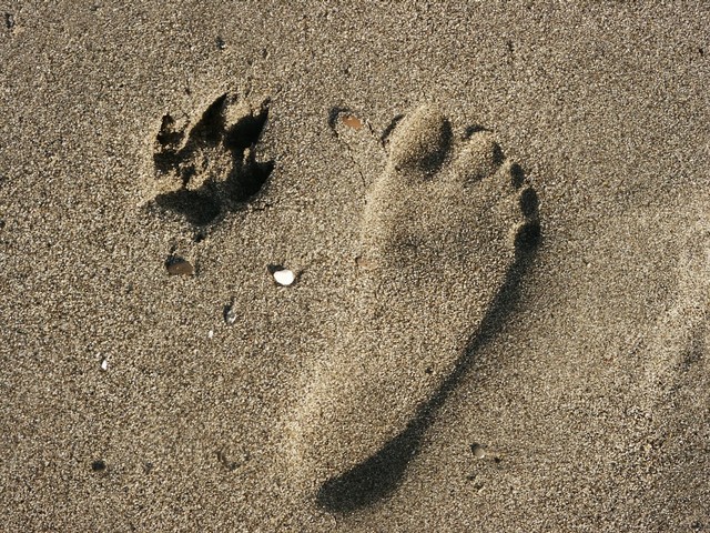 zampe e piedi