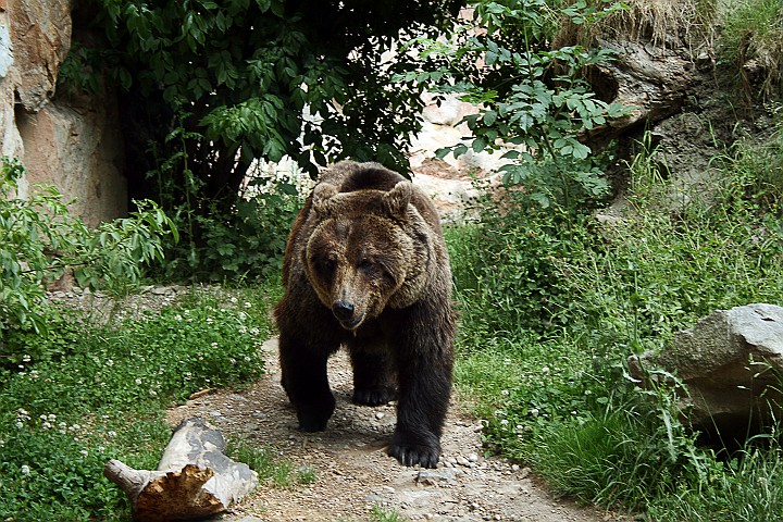 A meno di un anno dalla morte di Daniza, un altro orso rischia la condanna a morte