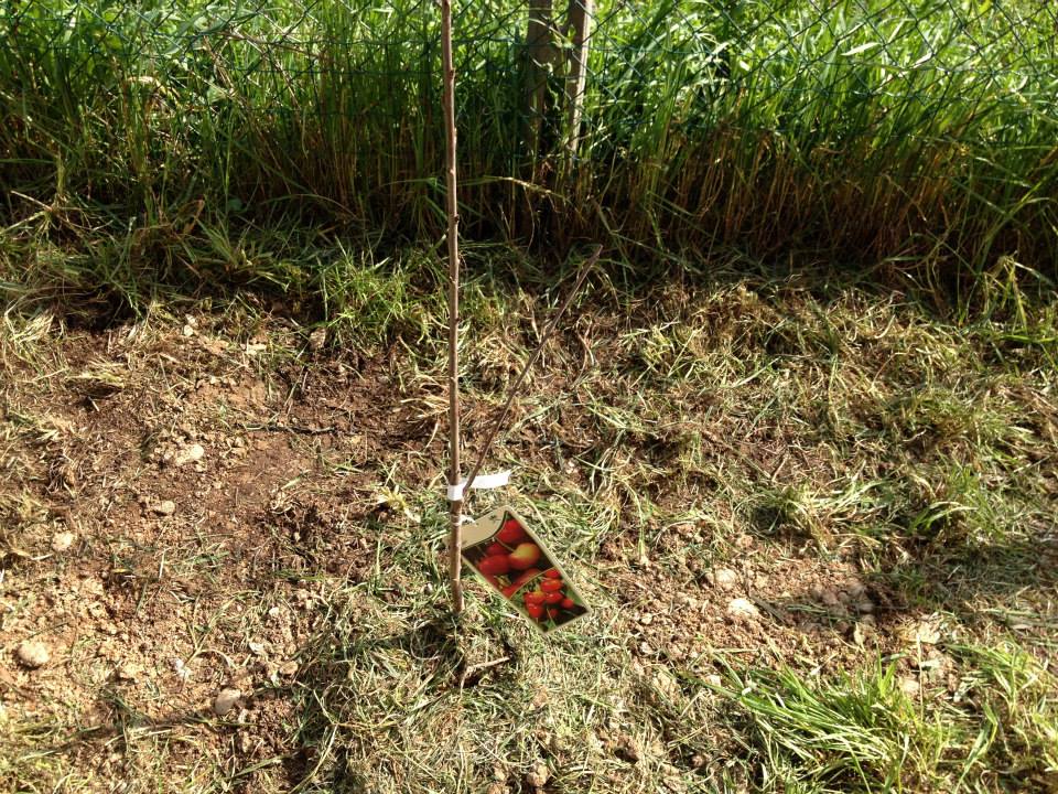 agri4