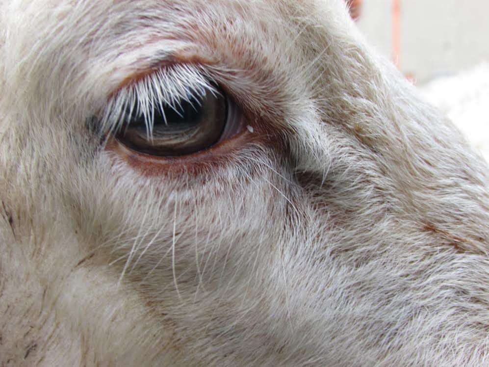 Agripunk: dalle stalle alle stelle, dalle gabbie alla libertà!