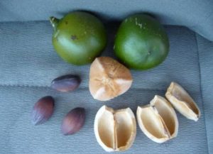 Colombia: olio di cacay contro povertà e deforestazione