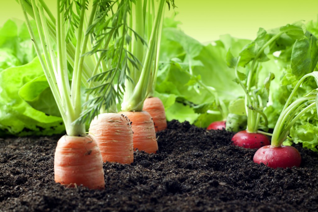Agriculture-Photo-1