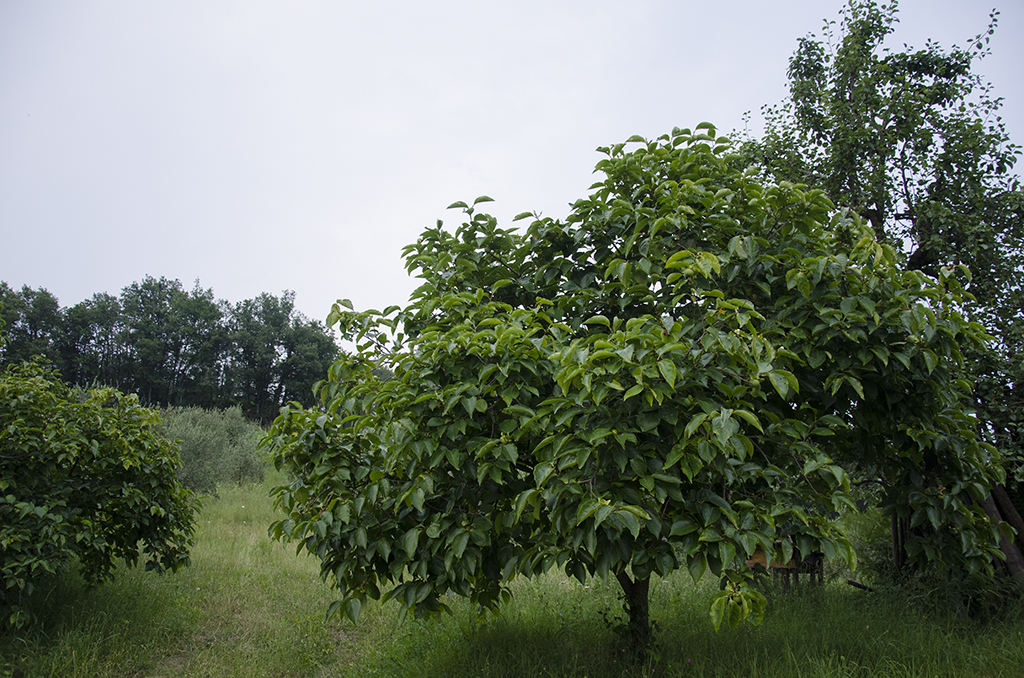 _BCC9748