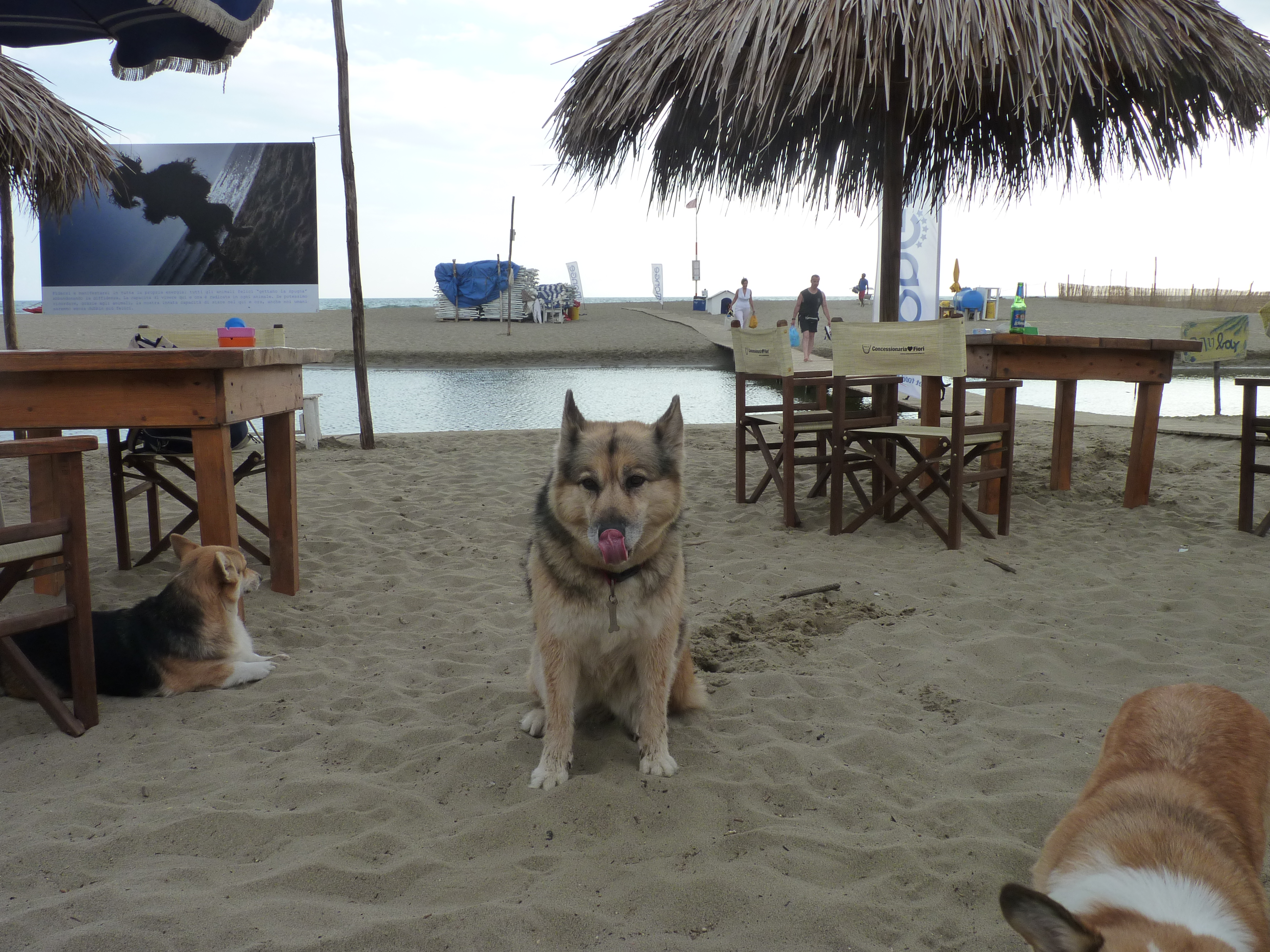 Big Yellow Taxi: in vacanza con i nostri amici animali