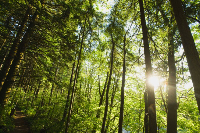 Crescono le foreste italiane