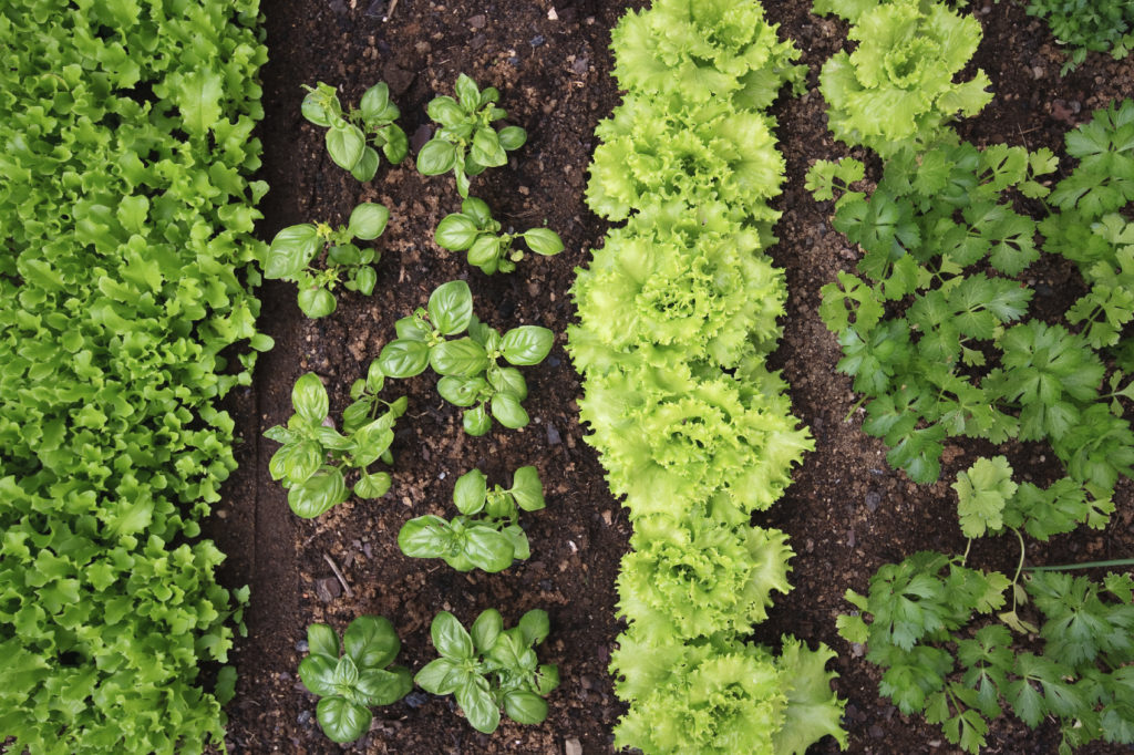 vegetable-garden