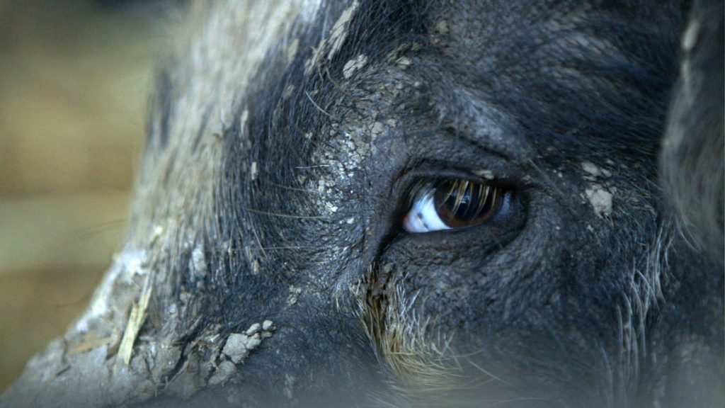 "The Last Pig", l’ultimo viaggio dei maiali verso il mattatoio