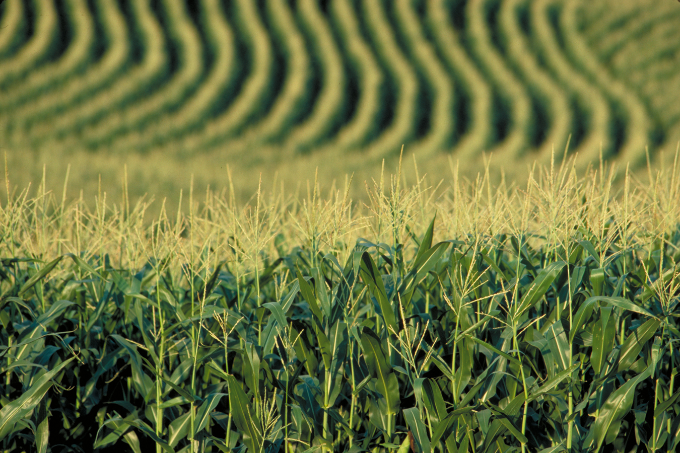 cornfield