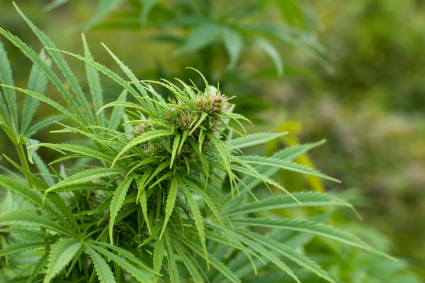 california-cannabis-environmental-impact