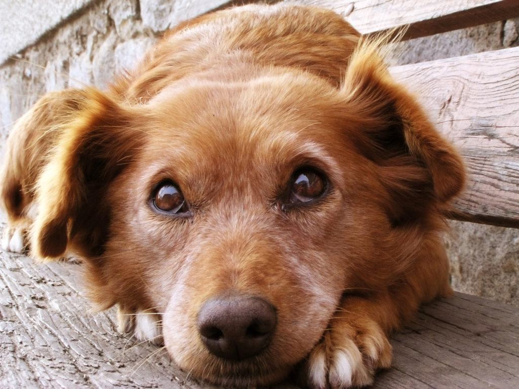 Un Capodanno senza botti, nel rispetto degli animali
