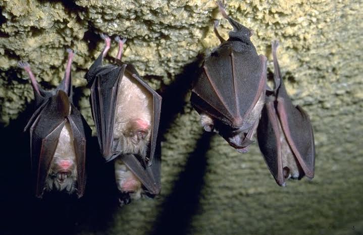 CHIRecupero: un convegno per salvare i pipistrelli