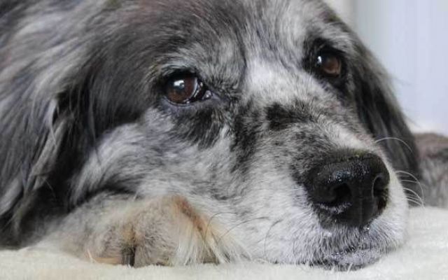 “Aggiungi un nonno a tavola”: perché adottare un cane anziano