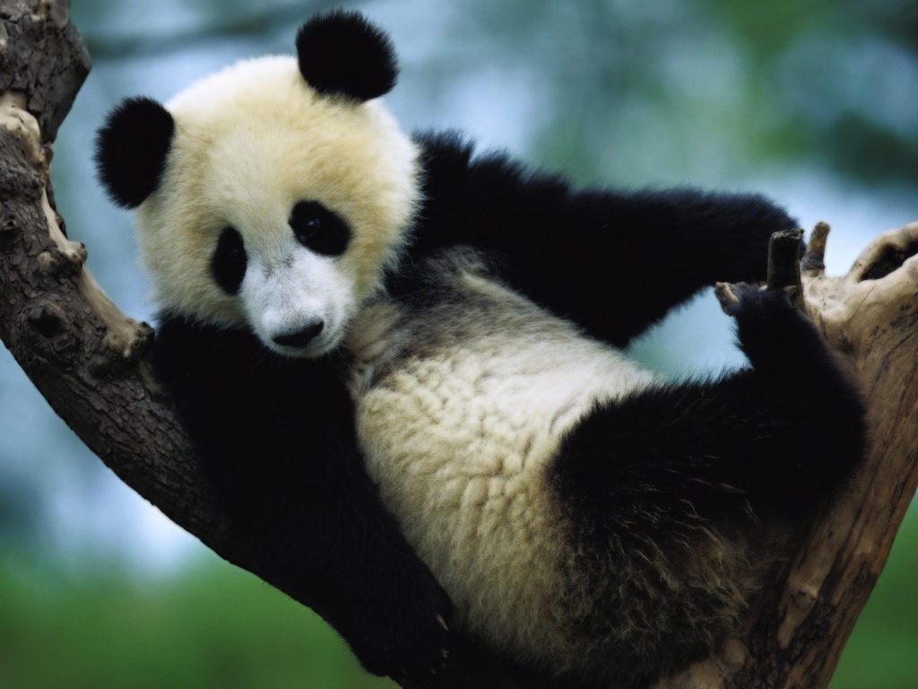 Cina: salvo l'habitat del panda