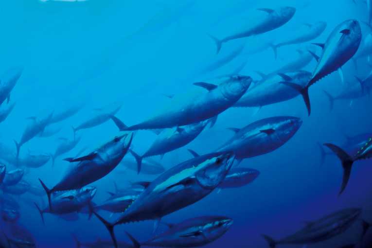 plenty-fish-mediterranean-sea-not-anymore_214