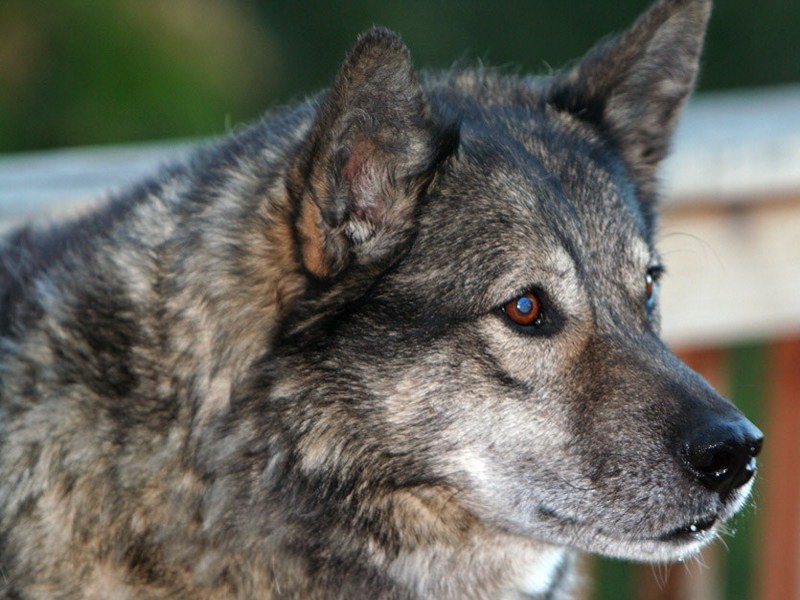 Licenza di uccidere cani e lupi? “Pronti a mobilitazione di massa”