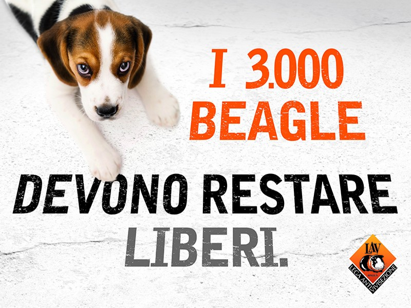 Io sto con i beagle: nessun cane deve tornare a Green Hill!