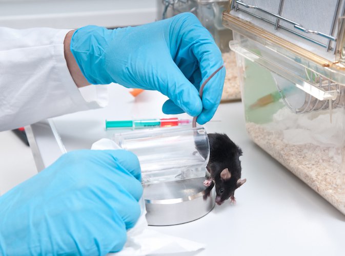 Ricerca senza animali: dalla LAV una borsa di studio per l’Università di Pisa