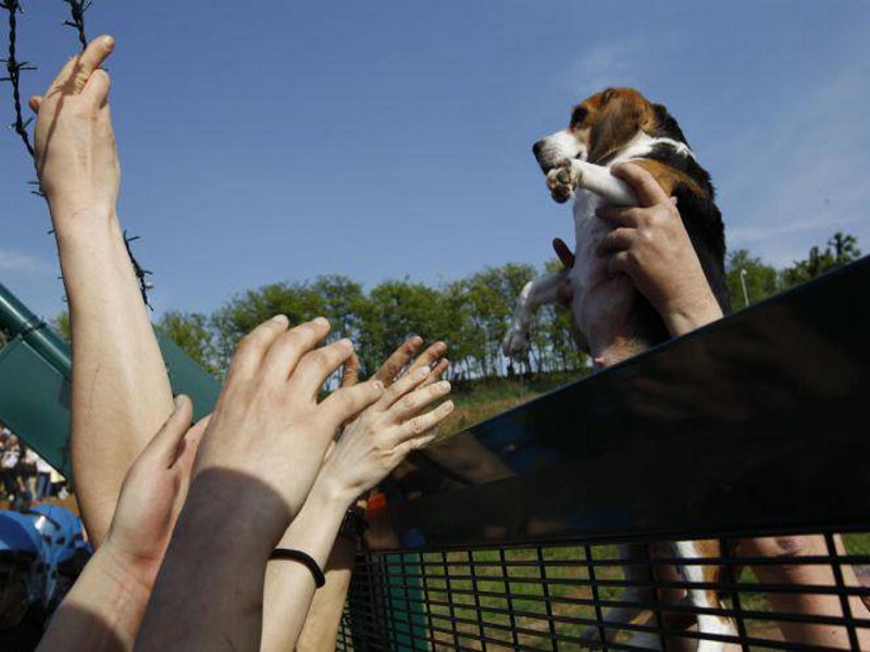 I cani sono salvi: confermate le condanne in appello contro Green Hill