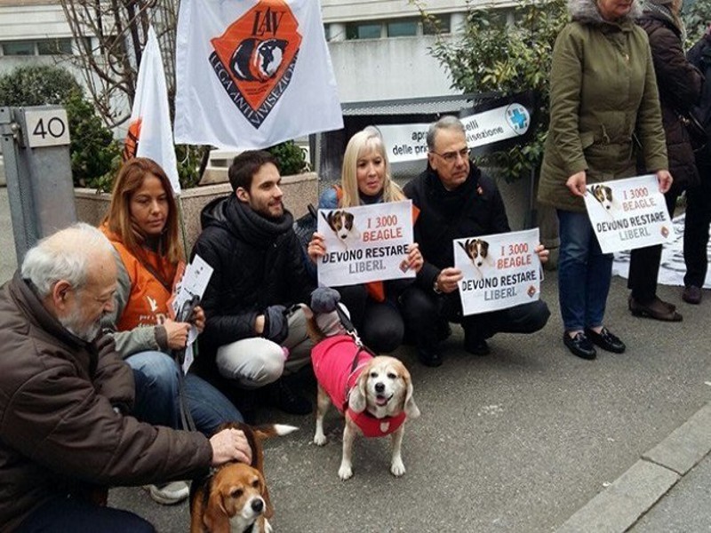 2639 cani messi in salvo e affidati a famiglie nel giro di poche settimane. La liberazione di Green Hill è stata un'operazione complessa, che non ha precedenti per numero di animali "da laboratorio" liberati