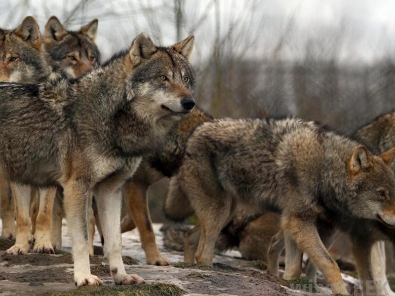 wolf-pack