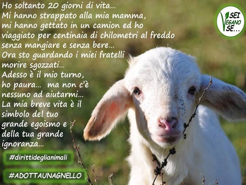 A Pasqua adotta un agnello!
