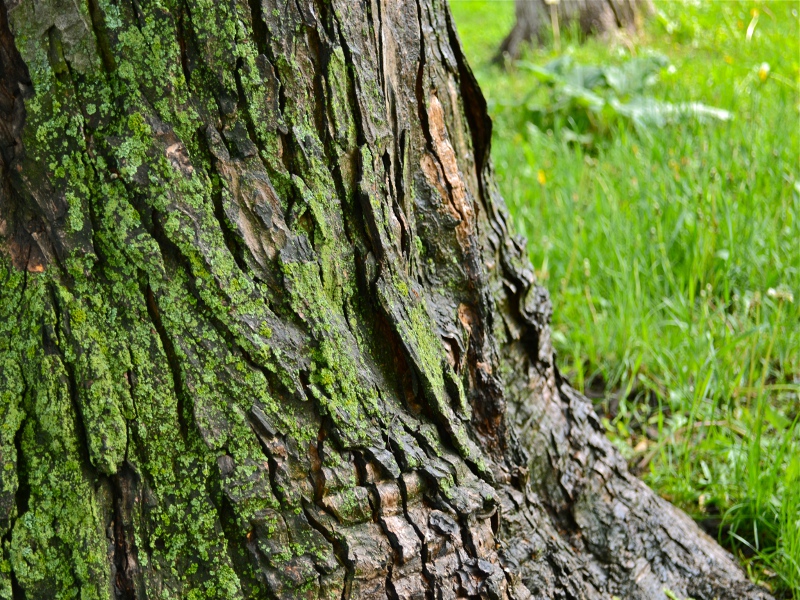 Dalle foreste il 75% dell'acqua del pianeta