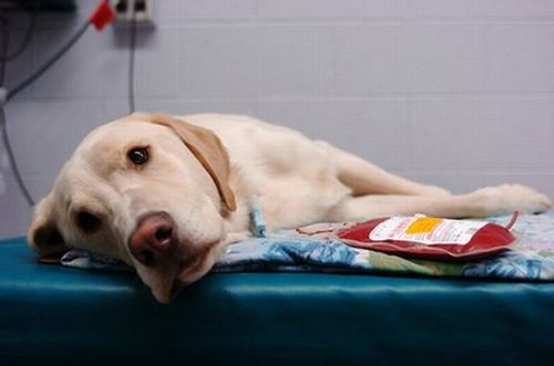 Animali donatori di sangue, inaugurata a Teramo l’Unità Emotrasfusionale Veterinaria