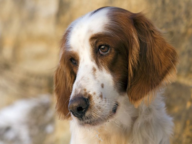 unwanted-pregnancy-in-dogs-the-options-51d85c2111220