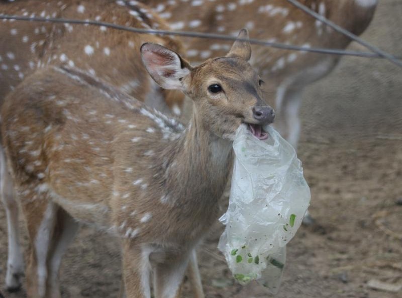 Il cervo ha scambiato il sacchetto di plastica per uno spuntino (Foto di Zee Bags)