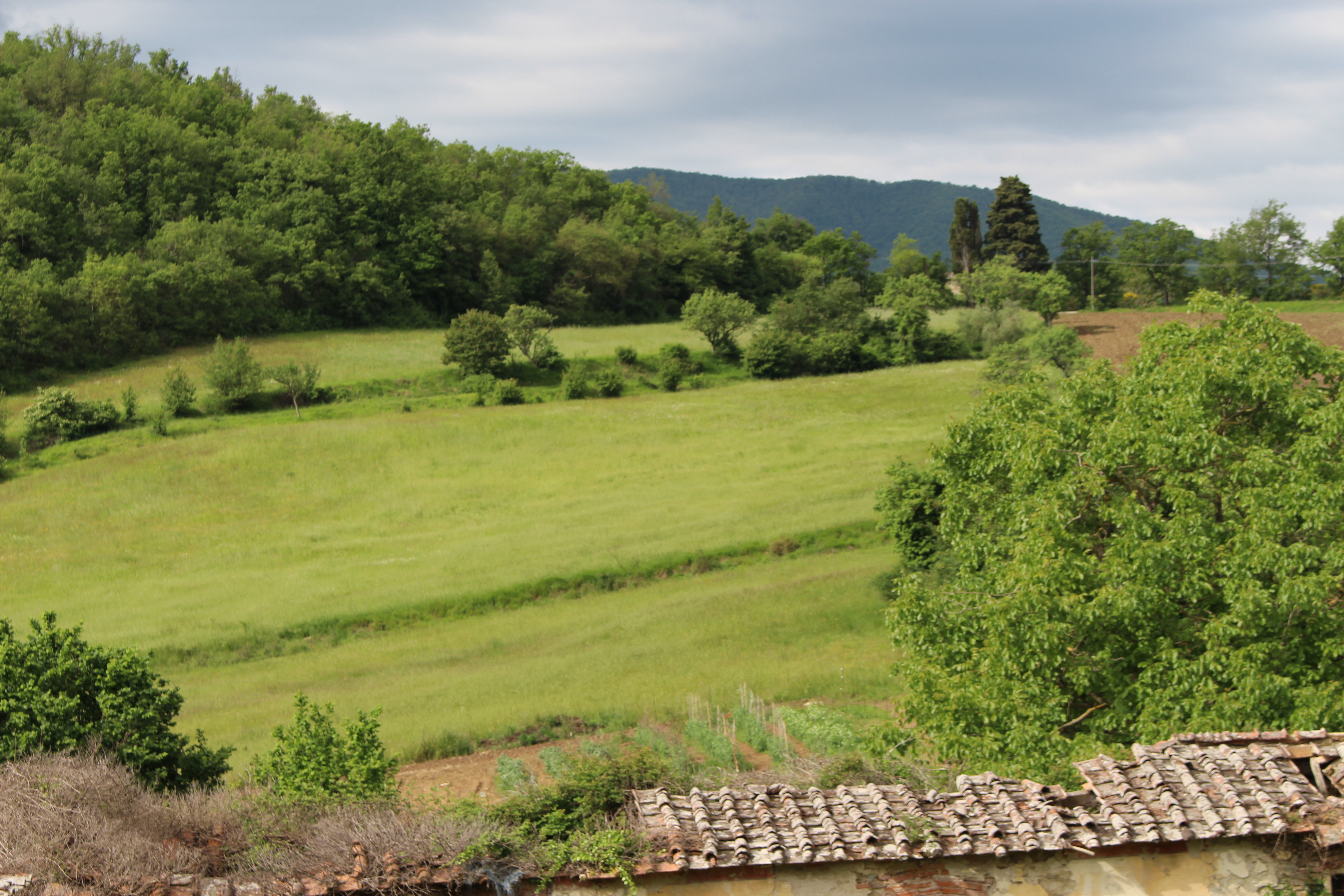 Campi
