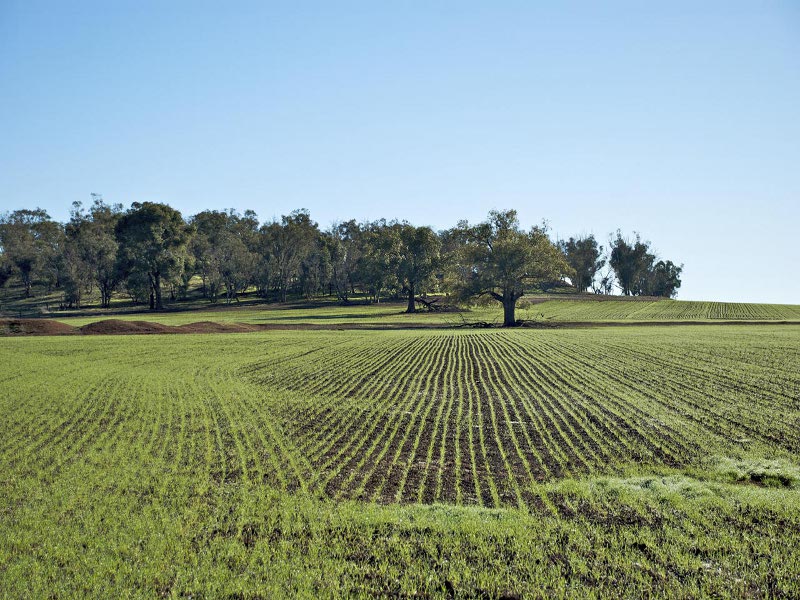 Terreno verde